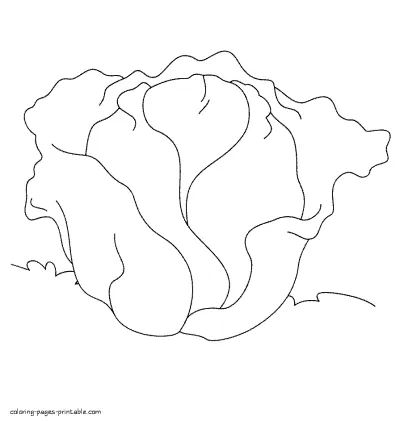 Сabbage - free vegetable coloring pages for preschoolers