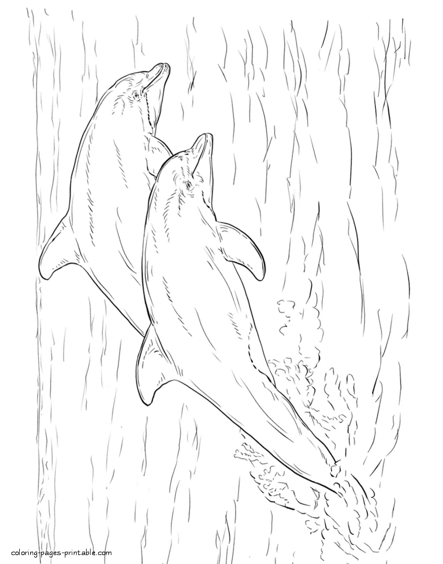 Sea animals coloring page. Two dolphins Sea animals coloring page for kids. Two dolphins