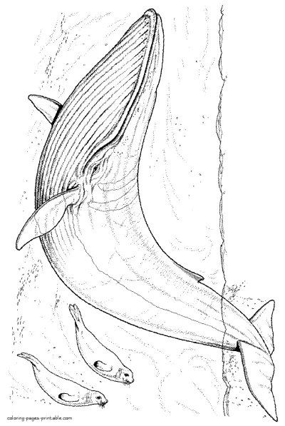 Whale coloring pages. Sea animals