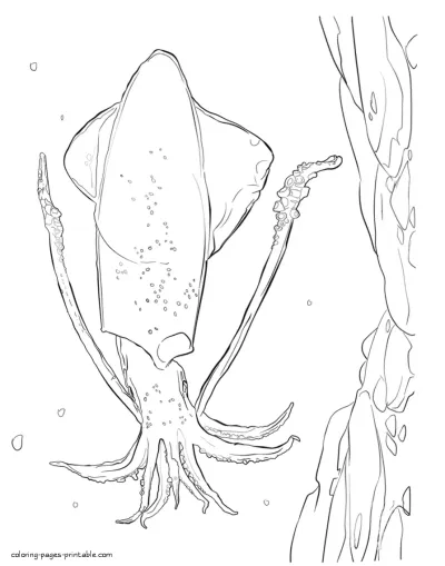 Sea animals list. Squid colouring pages for kids