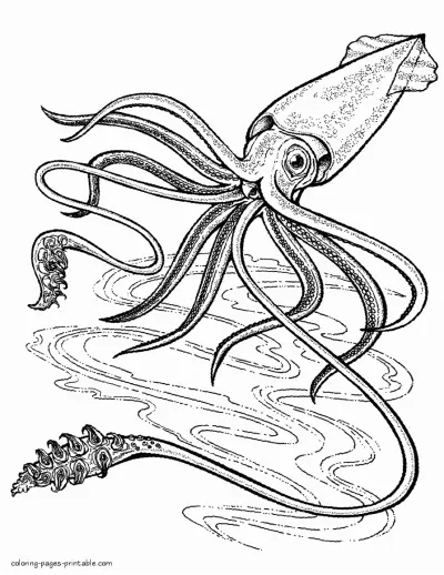 Squid. Sea animals coloring pages for kids