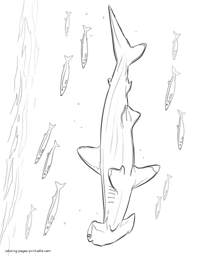 Hammerhead shark coloring pages. Sea animals