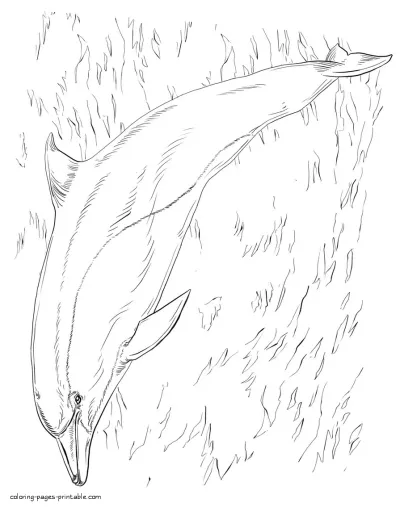 Dolphin coloring pages. Sea mammal