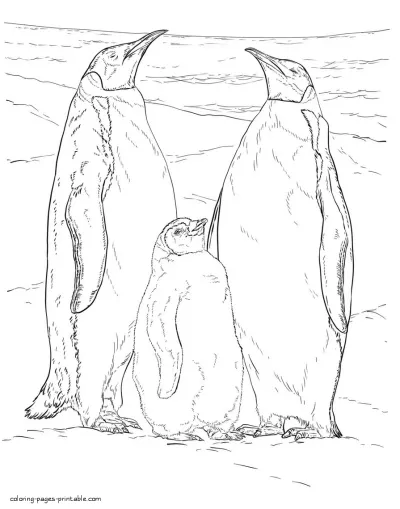 Penguins family coloring page. Sea birds