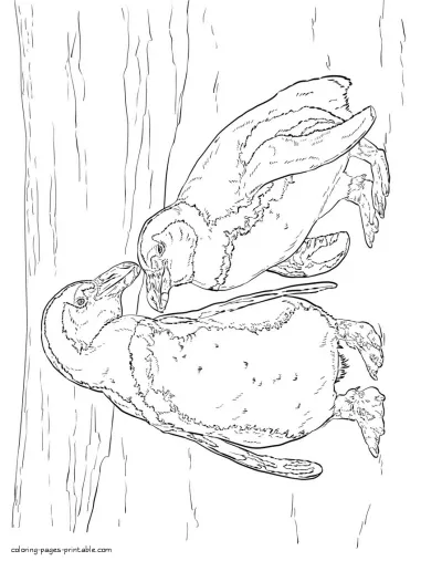 Printable coloring pages of sea animals. Two penguins