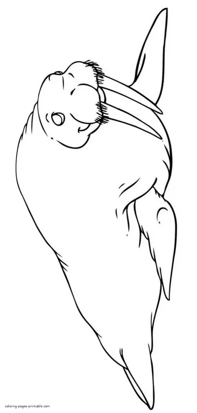 Animals of the northern seas. Walruses
