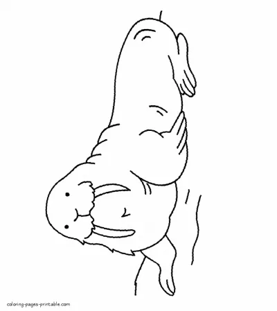 Walrus - sea animals printable coloring sheets