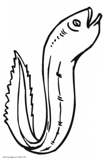 Sea species coloring pages. The eel
