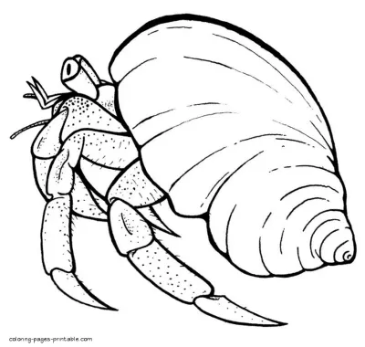 Sea animal hermit crab coloring page printable