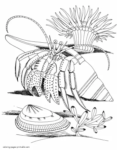 Sea animals coloring pictures for free. Hermit crabs