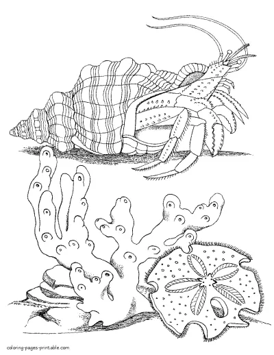 Facts about sea animals for kids. Hermit crab