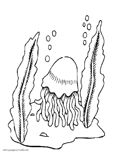 Jellyfish printable pictures. The sea animals