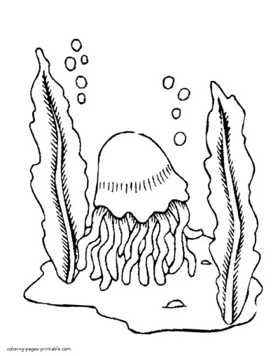 Ocean animals. Jellyfish coloring pages to print