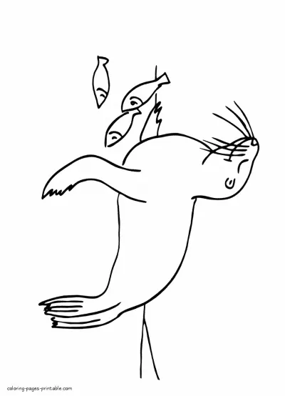 Seal coloring pages for children