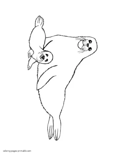 Coloring pages of the sea animals. Seals pictures