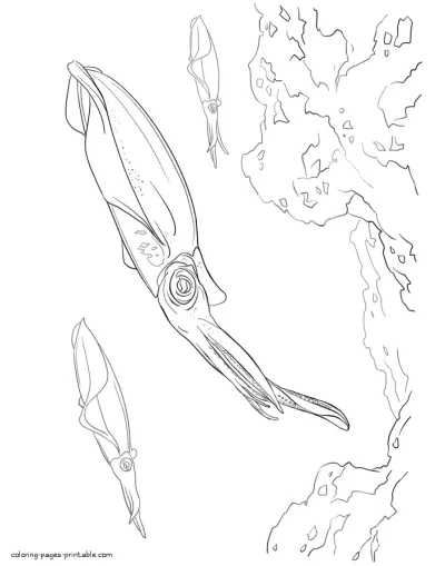 Squids coloring pages. Sea animals