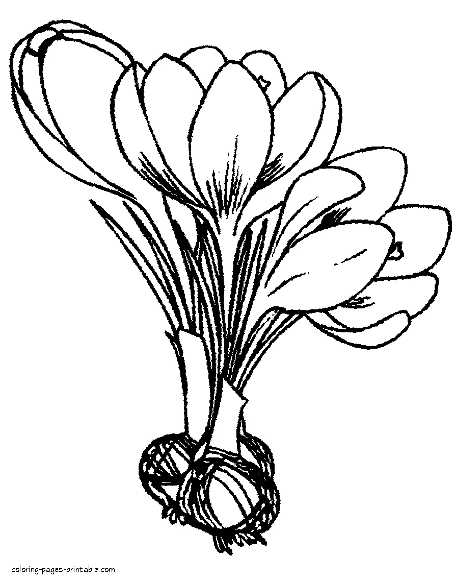 Crocus bulbs and flowers coloring pages Crocus bulbs and flowers coloring pages. Spring