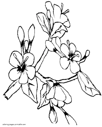 Branch of a blossoming tree coloring page
