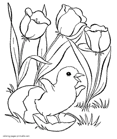 Free spring coloring sheets. Chicken and tulips