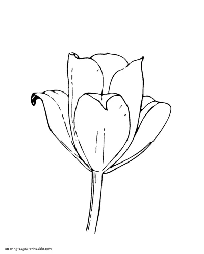 Tulip bud coloring page. Spring flower