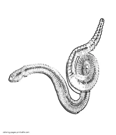 Free coloring pages of worms