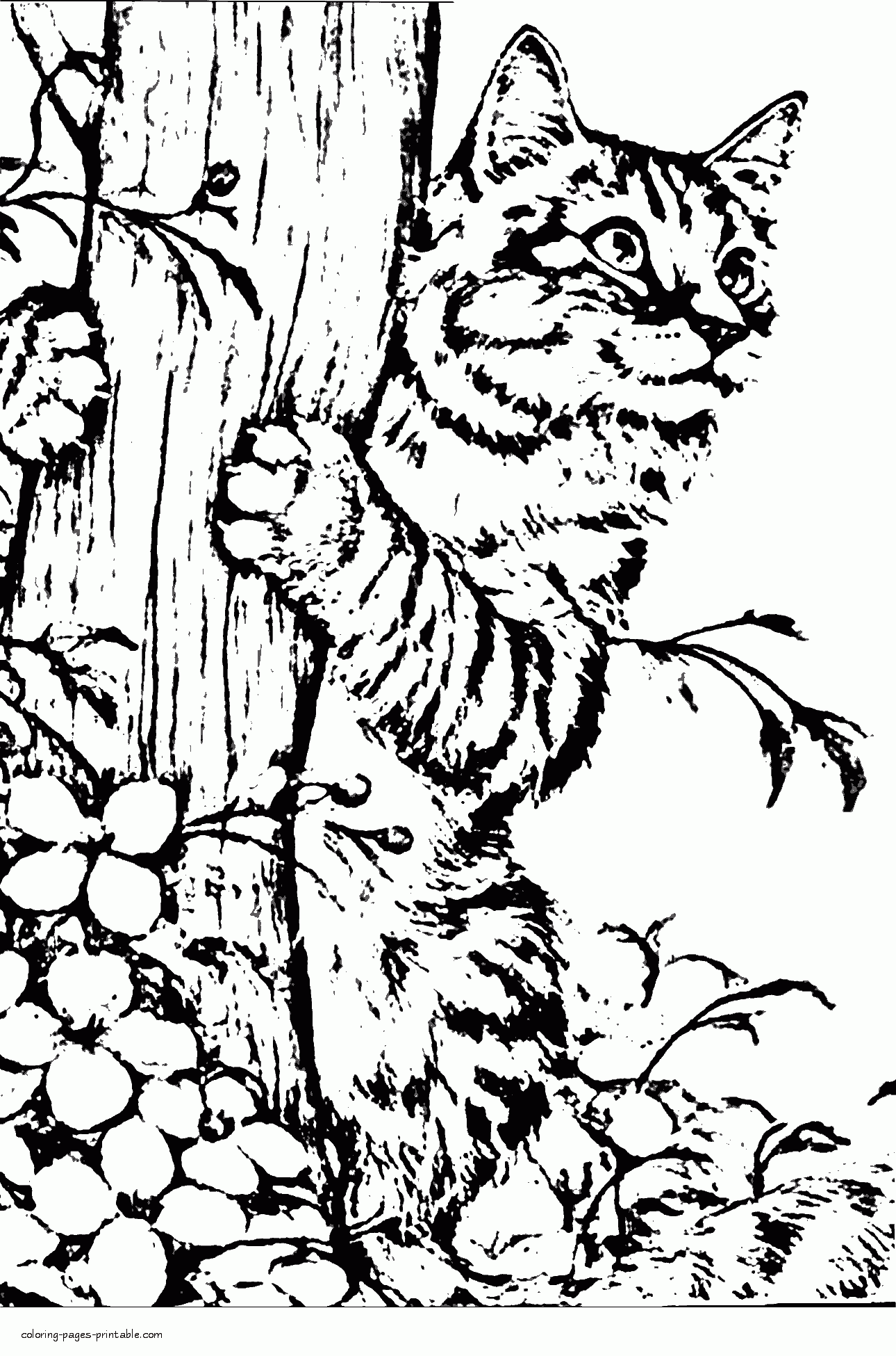 Realistic Cat Coloring Page    COLORING PAGES PRINTABLE.COM