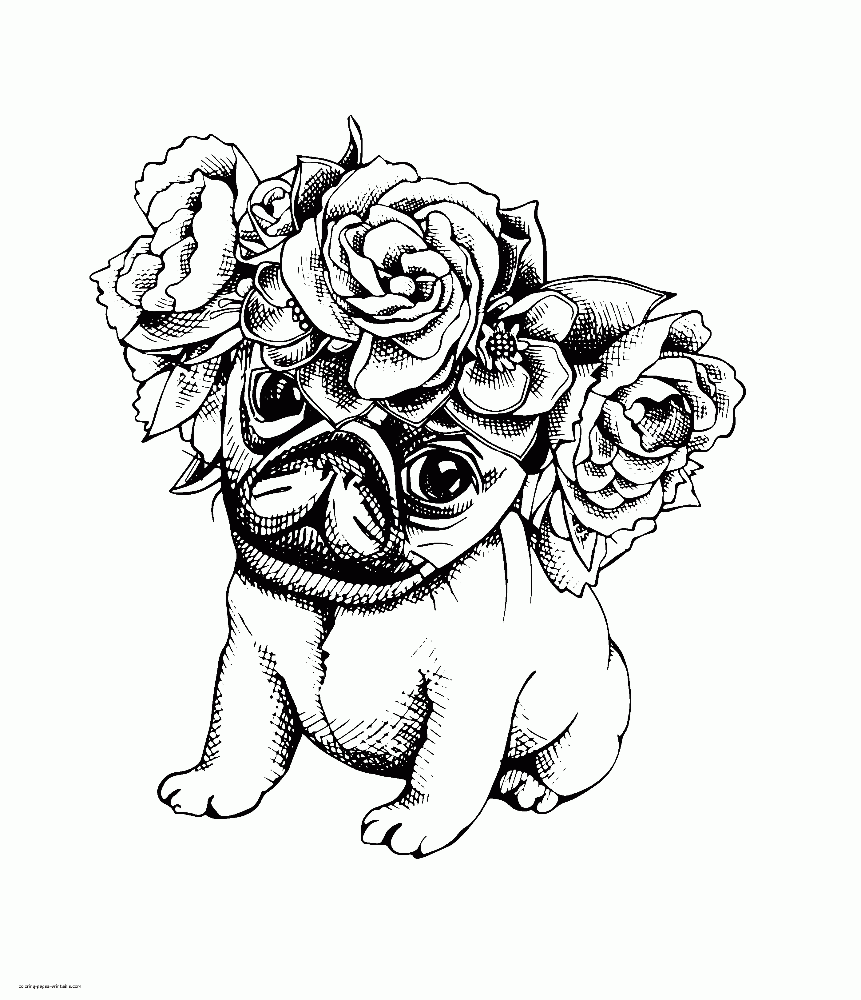 simple-animal-coloring-pages-for-adults-printable