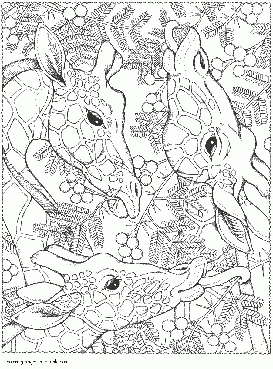 Giraffes. Animal Coloring Pages For Adults || COLORING-PAGES-PRINTABLE.COM