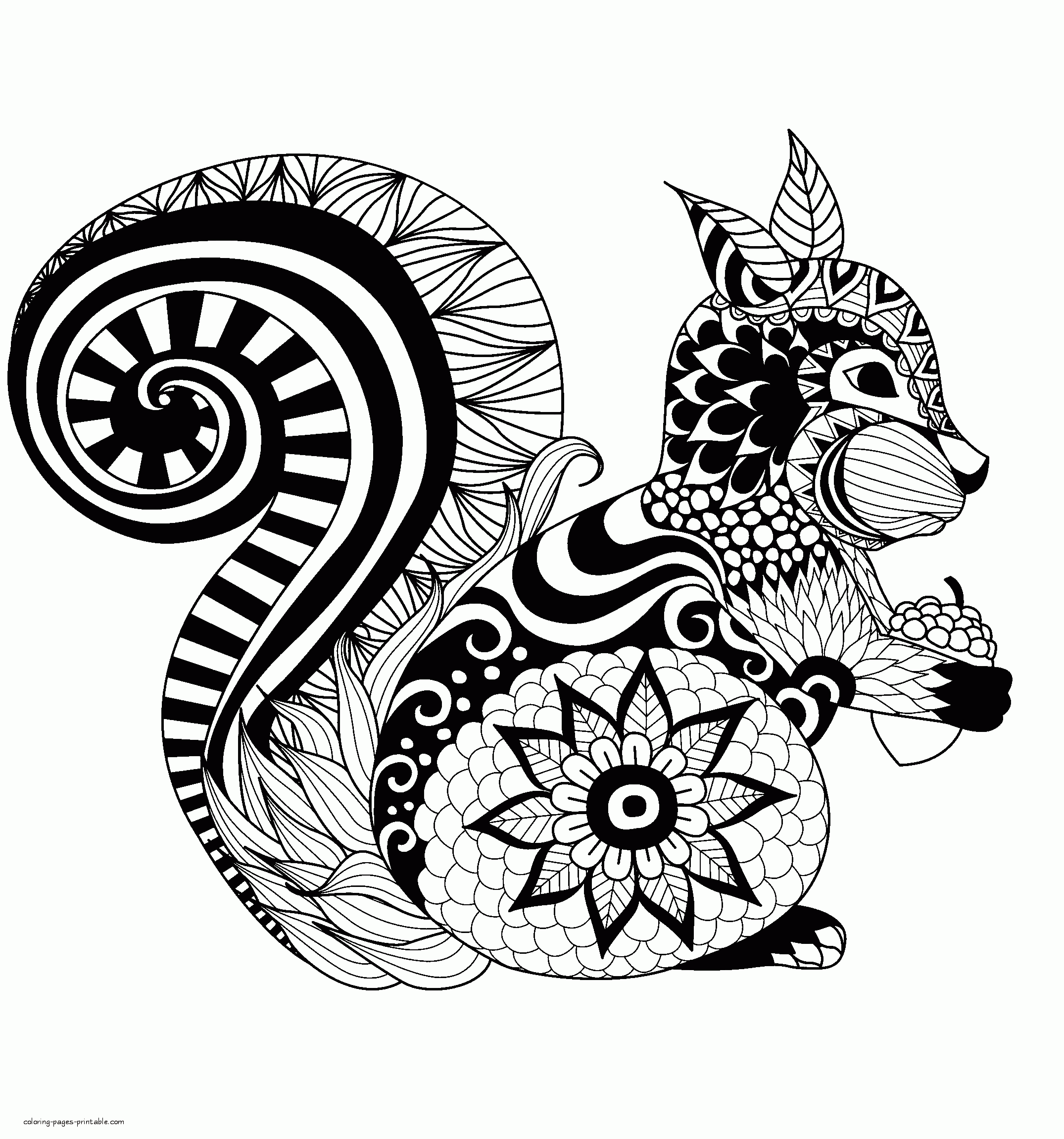 Squirrel. Adult Animal Coloring Sheet || COLORING-PAGES-PRINTABLE.COM