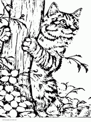72 Animal Coloring Pages That You Can Print  Latest HD
