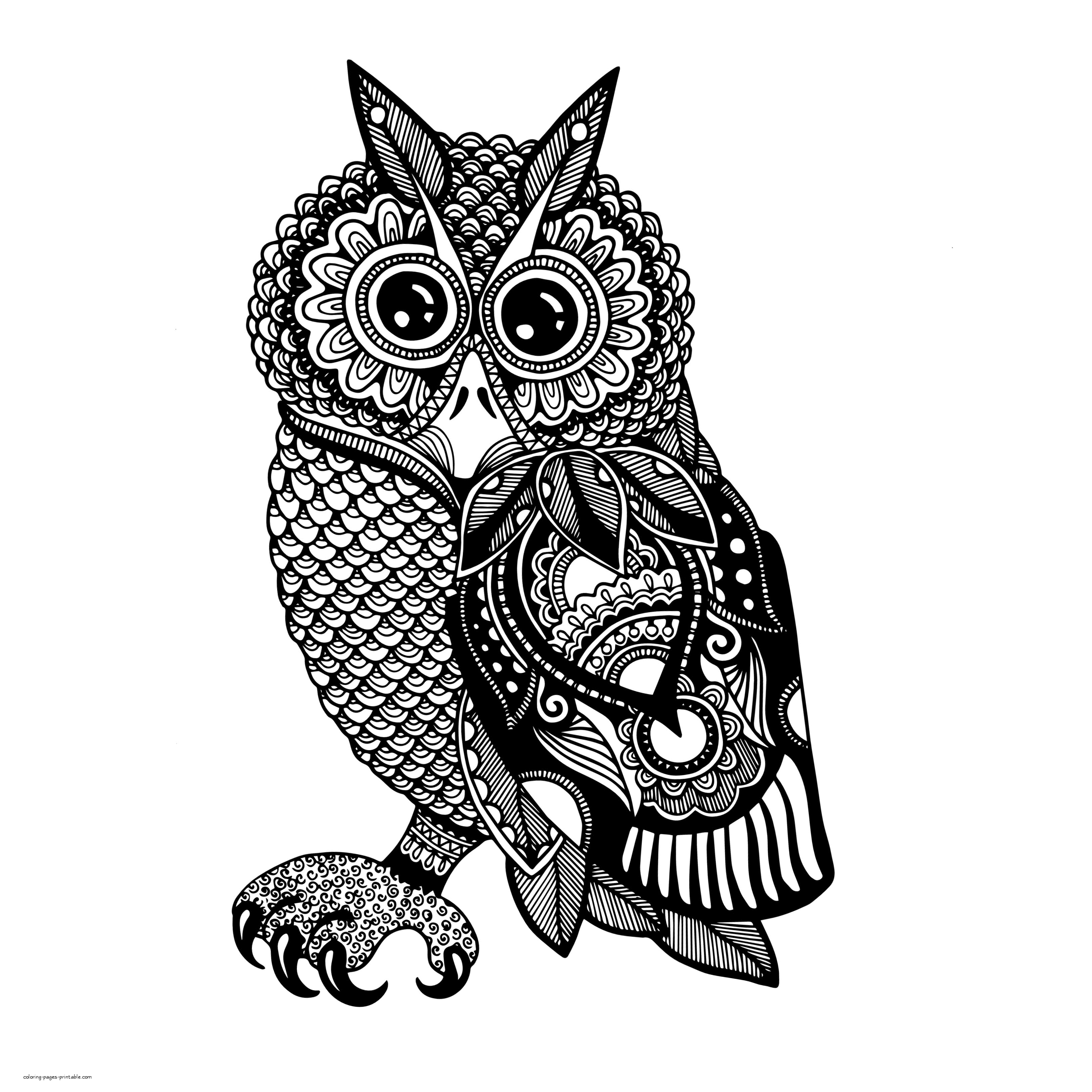 Adult Bird Coloring Pages. An Owl