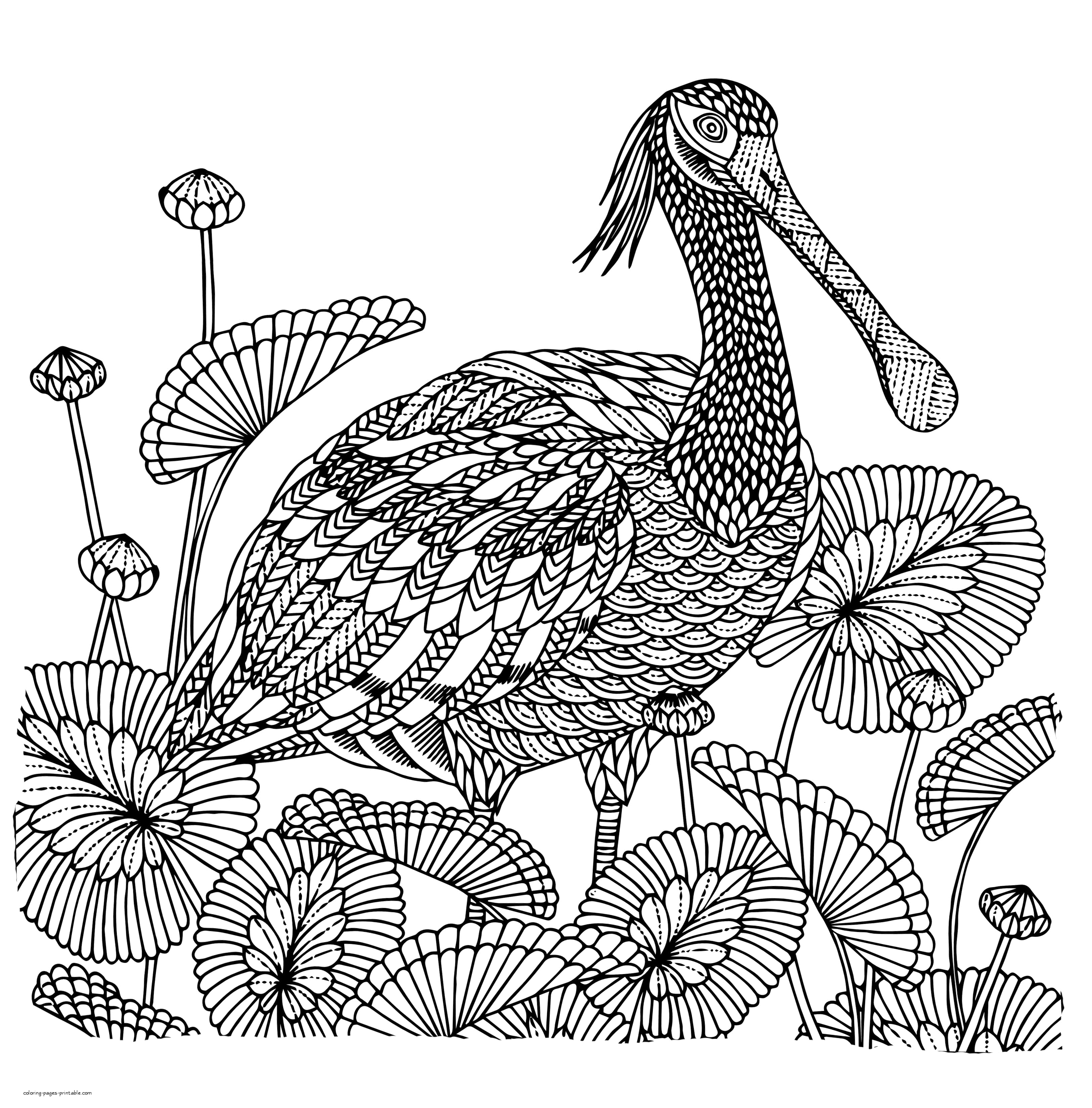 Detailed Bird Coloring Page    COLORING PAGES PRINTABLE.COM