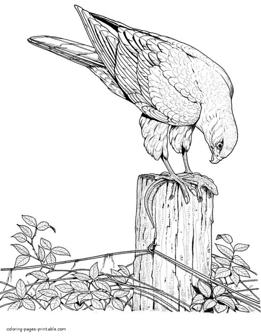 Hawk And Lizard Realistic Coloring Page