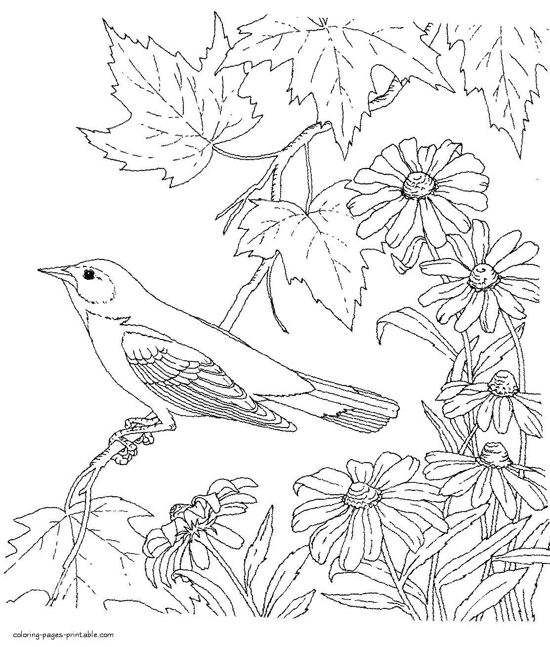 Printable Bird Coloring Book For Adults