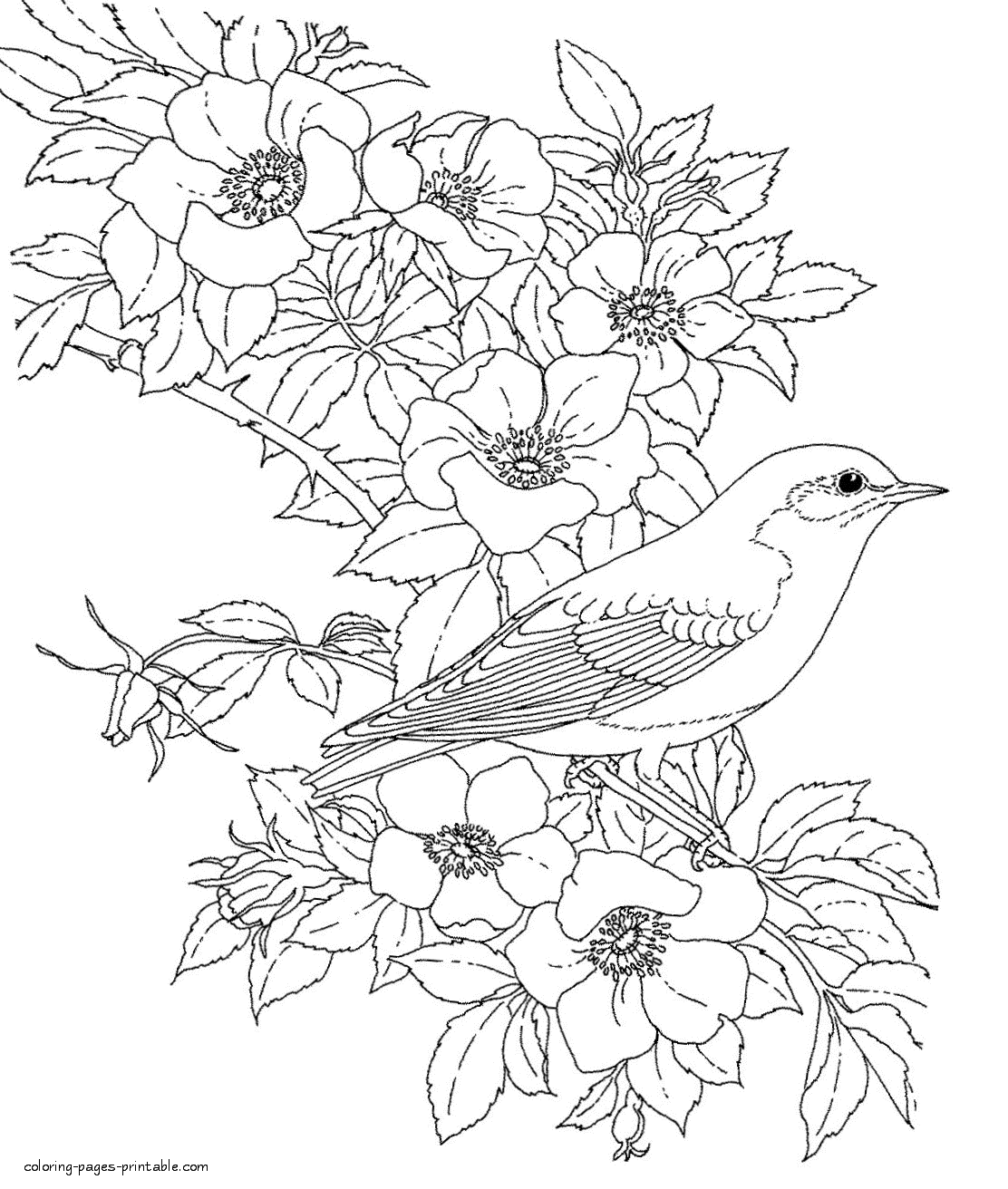 Coloring Pages For Adults. Bird And Flowers || COLORING-PAGES-PRINTABLE.COM