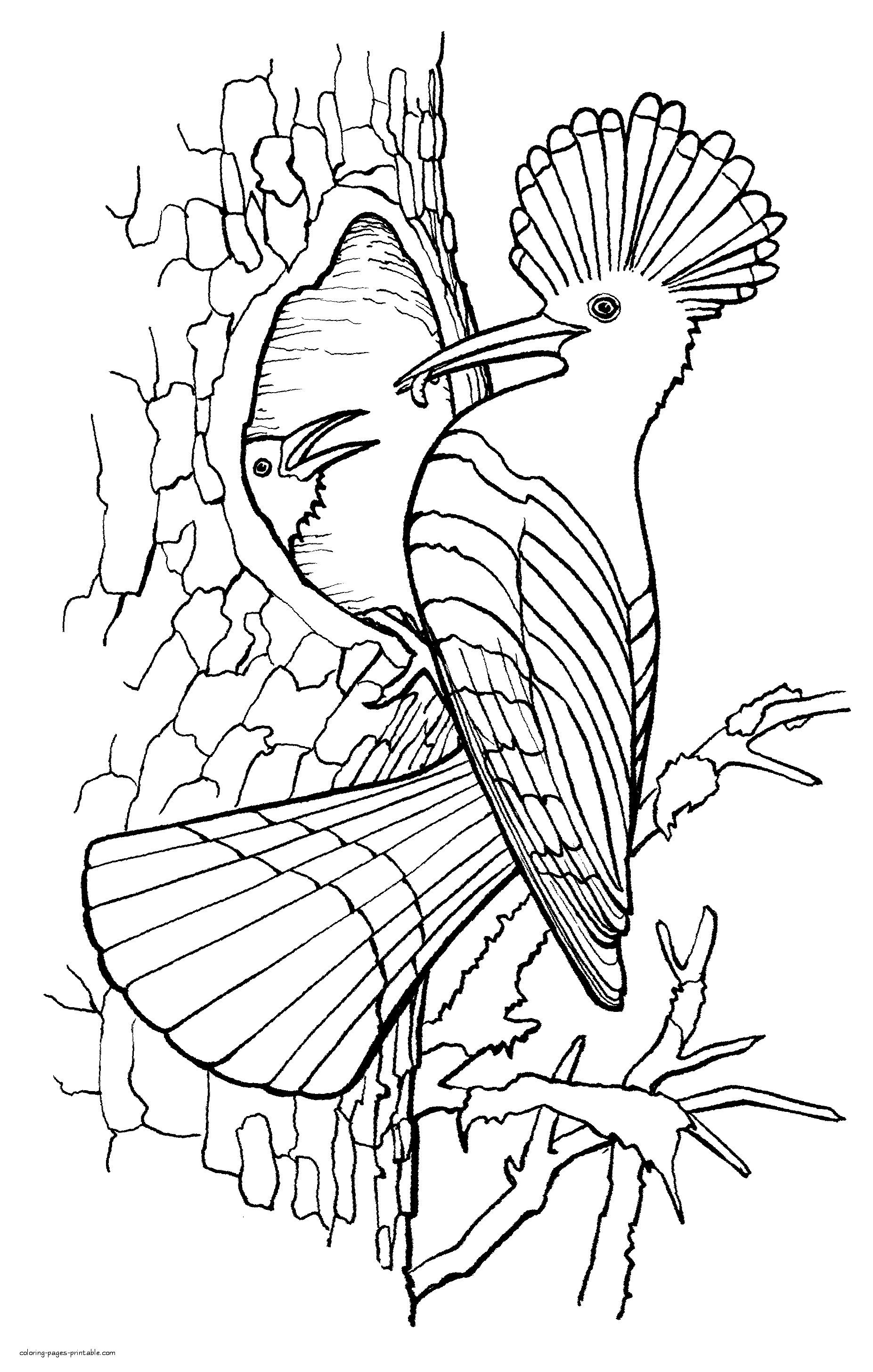 Coloring Pages Of Birds For Adults. Hoopoe || COLORING-PAGES-PRINTABLE.COM