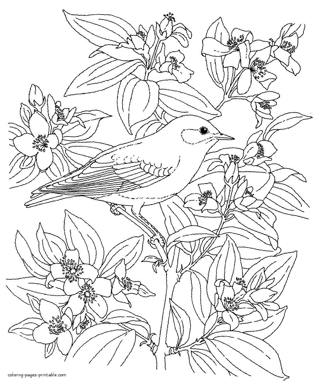 Bird Colouring Book    COLORING PAGES PRINTABLE.COM