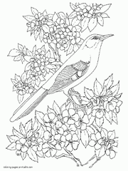 Bird Colouring Pages For Adults. Print It Free
