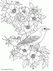 34 Bird Coloring Pages For Adults Free