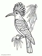 Hoopoe Coloring Page For Adults And Kids