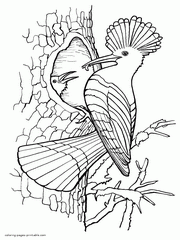 Coloring Pages Of Birds For Adults. Hoopoe And Nestling