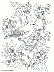 Bird Colouring Book For Adults