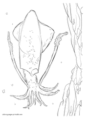 Sea animals list. Squid colouring pages for kids