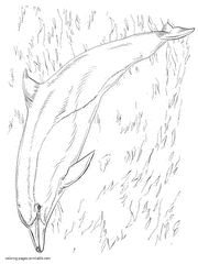 Dolphin coloring pages. Sea mammal
