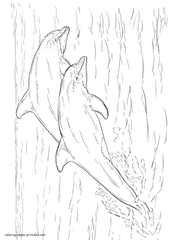 Sea animals coloring page for kids. Two dolphins