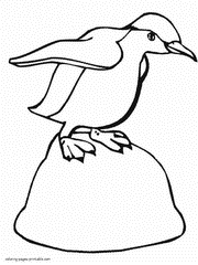 Penguin coloring pages. Ocean life to print
