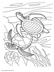 Coloring pages sea animals. Sea Turtle