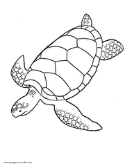Sea turtles coloring pages. Animals living in the ocean
