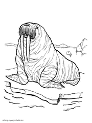 Free colouring pages of sea animals. Walrus