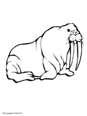 Coloring page of walrus to print